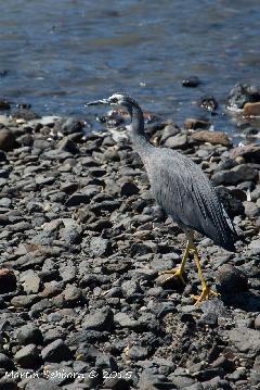 Heron at Akaroa