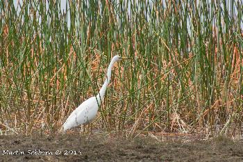 Rare White Heron