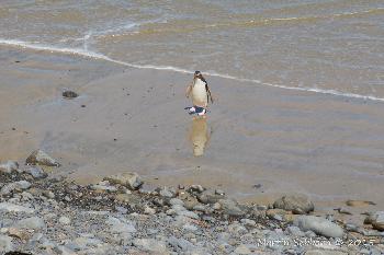 The rare Yellow-eyed Penguin