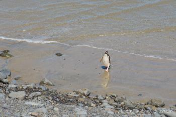 The rare Yellow-eyed Penguin