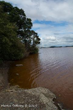 The polluted Lake Waikare