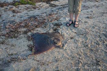 Eagle Ray found on the beach near our accommodation