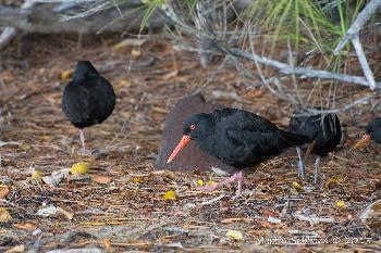 Oystercatcher