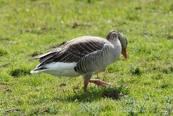 Greylag Goose