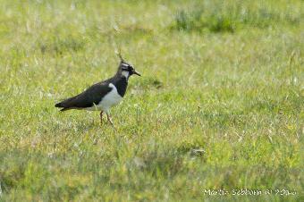 Lapwing