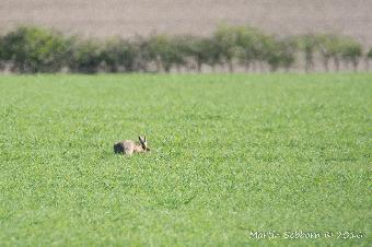 Anotehr distant hare