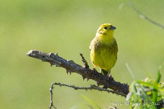 Yellowhammer