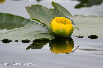 Water Lily