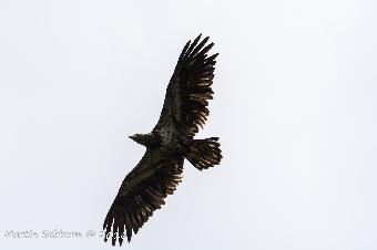 Young Bald Eagle