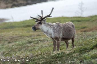 Caribou - Denali National Park