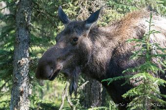 Moose!