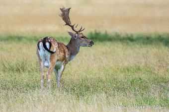 Deer in the grounds of Belton House