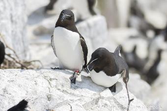 Razorbill