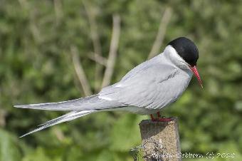 Arctic Tern