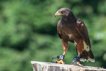 Harris Hawk