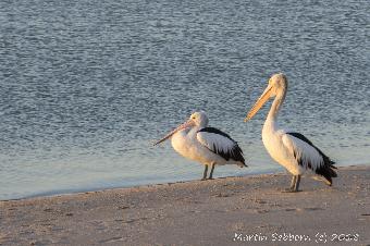 Pelicans at Sunset