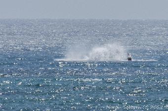 Just missed a whale breaching!