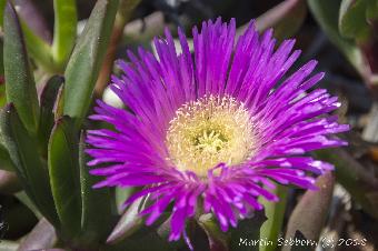Australian Wild flowers