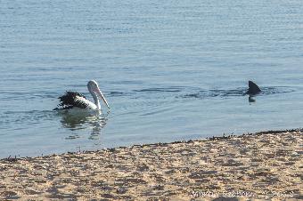 The pelicans follow the dolphins hoping for scraps...