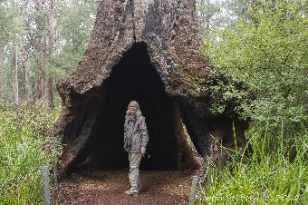 Bases hollowed out by fungus and fire