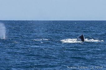 Three humpbacks