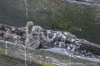 Baby seagulls - so even seagulls can look pretty at birth!