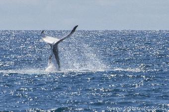 Humpback tail slapping