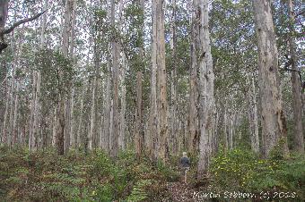 Amazing woods - the trees are huge