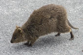 Lively Quokka!