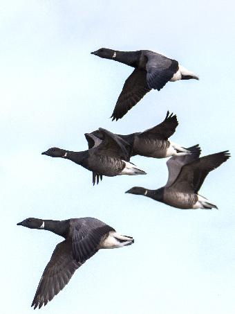 Brent Geese in Flight