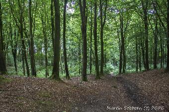 Woods at Longleat
