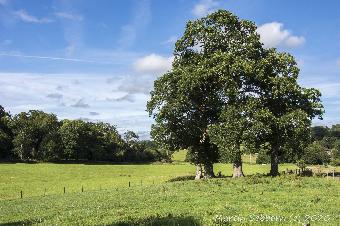 Typically English Countryside
