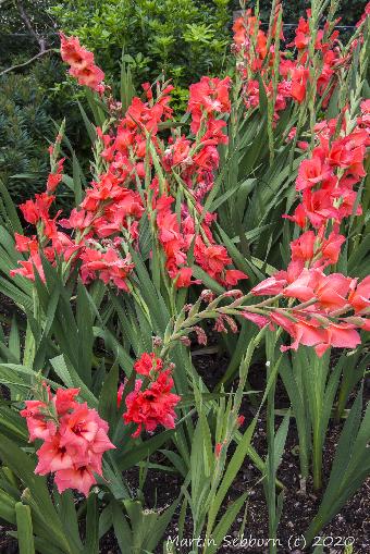Baddesley Clinton - NT Site