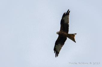 Red Kite