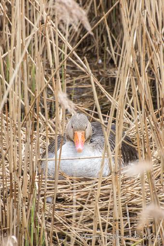Nesting Greylag Goose