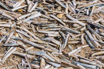 Shells on the beach