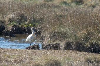 Rare Spoonbill