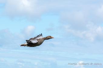 Flying Greylag