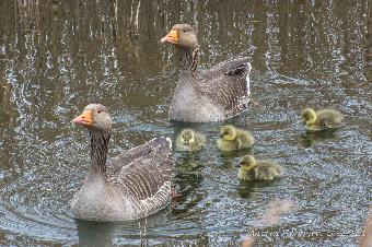 Greylag Parents and Goslings