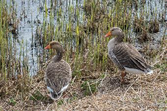 More Greylag