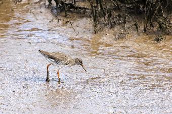 Redshank